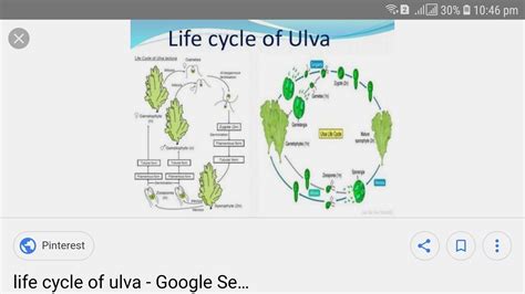 Hey guys please give breif detail about life cycle of ulva . Both ...