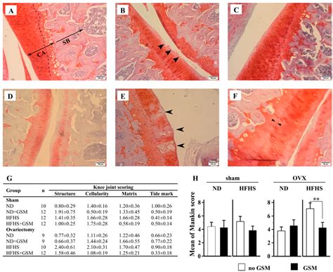 Effects of Greenshell Mussel (Perna canaliculus) Intake on Pathological ...