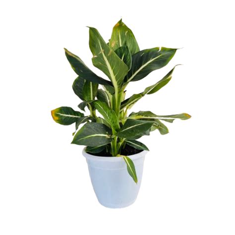Dieffenbachia Green Magic - Live Plant (Home & Graden) – Hug A Plant