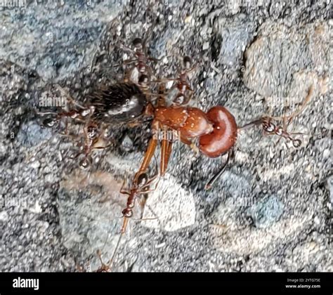 Florida Carpenter Ant (Camponotus floridanus Stock Photo - Alamy