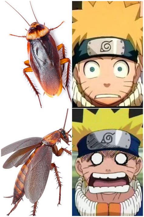 Flying Cockroach Meme 的图像结果