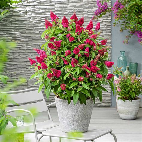 Li'l Raspberry™ Butterfly Bushes for Sale | FastGrowingTrees.com