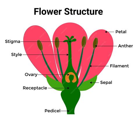 Flower Structure 的图像结果