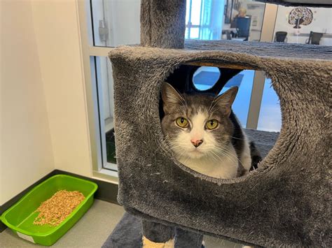 Corona Animal Shelter (@coronaanimalshelter) • Instagram photos and videos