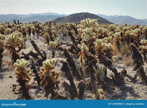 The Cholla Cactus Garden on a Sunny, Summer Afternoon at Joshua Tree ...