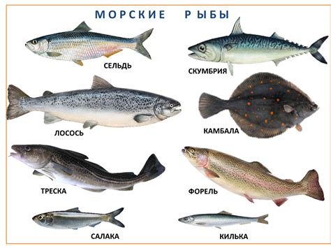 Картинки рыбы белого моря (68 фото)