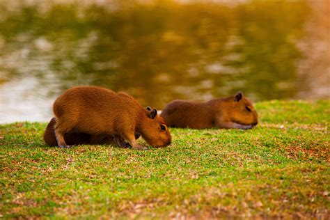 Capybara Cute Overload
