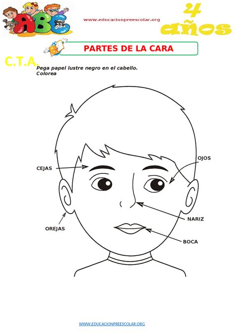 Partes de la cara y sus especificaciones formales | Exámenes ...