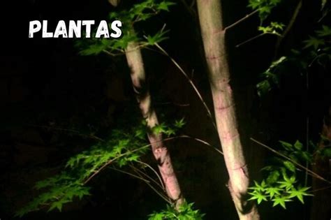 2024 (Cuetzalan del Progreso) Adventure night provided by Aventurarte