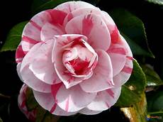 immagini di fiori da stare immagini di fiori da stare