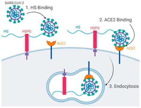 Current Trends in SPR Biosensing of SARS-CoV-2 Entry Inhibitors