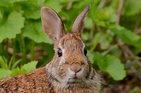 Image result for Cottontail Domesticated