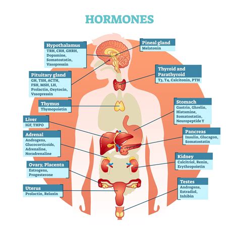 What are Hormones?