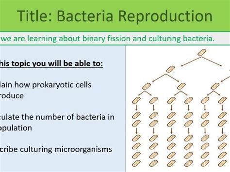Image result for Bacteria Reproduction Animation
