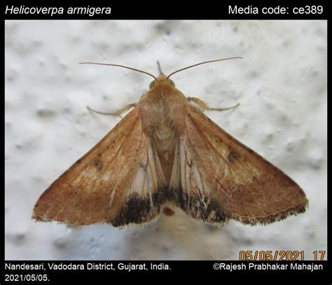 Helicoverpa armigera | Moths