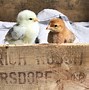 Image result for Rabbit and Chick and Duck