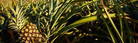 BASF's IrgaCycle™ protects pineapples
