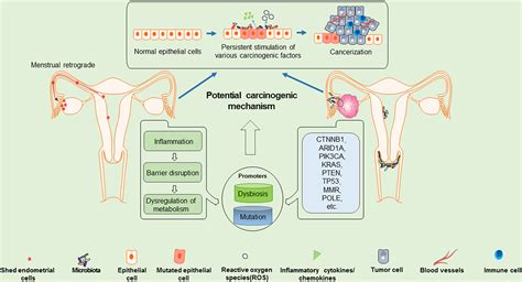 Frontiers | A Review of the Clinical Characteristics and Novel Molecular Subtypes of ...