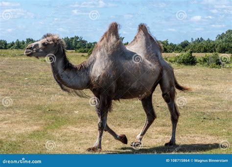 Camels Humping