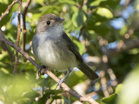 Fulvous-crowned Scrub-Tyrant - eBird