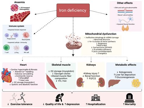 Mechanism Of Iron Deficiency Anemia