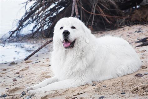 Polish Tatra Sheepdog. Role model in its breed. Also known as Podhalan ...