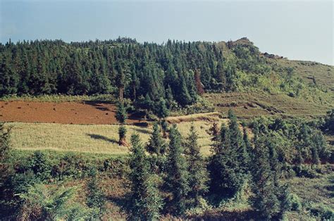 Forest Landscape High Resolution 的图像结果