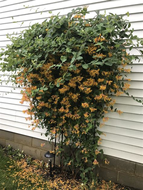 Honeysuckle Vine On Fence