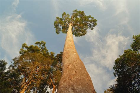 Tallest Native Tree 的图像结果