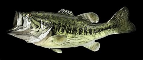 Image result for Bass Line Lesson