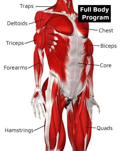 Full Body Programme 的图像结果