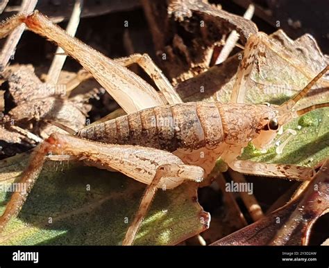 Camel Crickets, Cave Crickets, and Cave Wēta (Rhaphidophoridae) Insecta ...