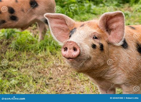 Cute Portrait of a Little Pig Stock Photo - Image of three, habitat: 60469388