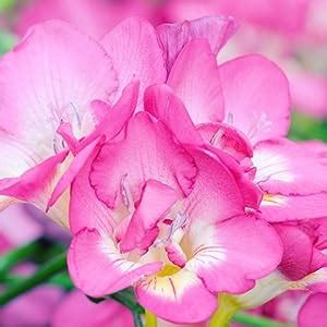URBAN GARDENS® Freesia bulbs (pack of 10 mixed colored bulbs) - Flower ...