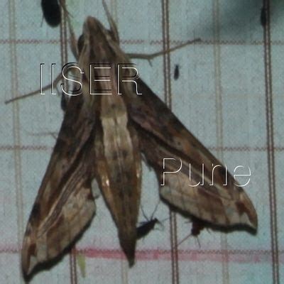 Ramana Athreya @ IISER-Pune : Sphingid Species Notes