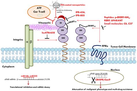 The Urokinase Receptor: A Multifunctional Receptor in Cancer Cell Biology. Therapeutic Implications