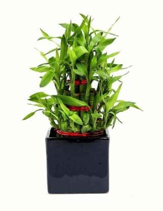 Nurturing Green Two Layer Bamboo Plant Price in India - Buy Nurturing ...