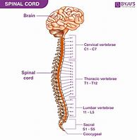 spinal cord 的图像结果