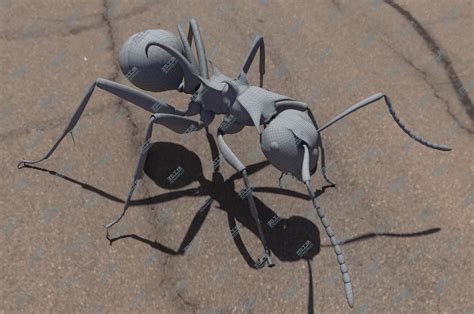 blenderRIG蚂蚁动物昆虫3d模型素材资源下载-Blender模型库