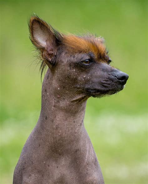 Image result for Rarest Dogs