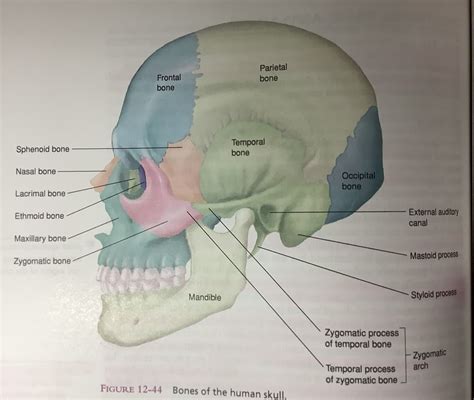 Zygomatic Bone Temporal Process