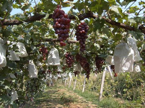 大棚葡萄种植技术，结合市场及当地环境来选种 - 农敢网