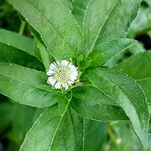 AMAJIT Bhringraj / Maka / Kesuriya Hurb Plant Seeds Seed Price in India ...