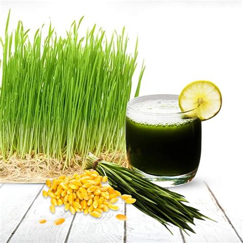 Gachwala Wheat Grass Seeds, (Pack of 250 Gm), Hybrid Wheatgrass Seeds ...
