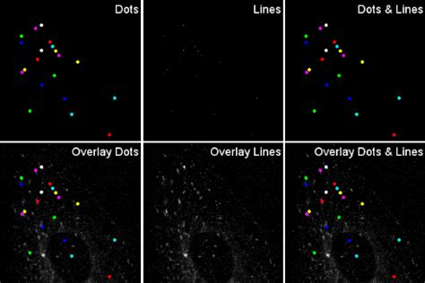 Image result for Manual Tracking ImageJ