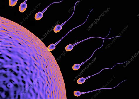Image result for Human Fertilisation