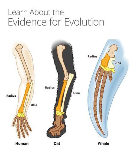 Life Science Evolution 的图像结果