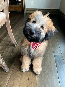 soft coated wheaten terrier haircut photos diesel soft puppy haircut wheaten terrier soft coated wheaten terrier wheaten terrier puppy haircut in soft coated wheaten terrier haircut photos diesel soft puppy haircut wheaten terrier soft coated wheaten terrier wheaten terrier puppy haircut in