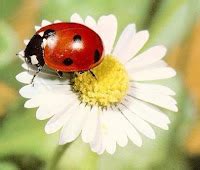 Image result for Module Overview PPT Sample