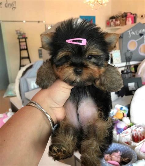 Veterinary care for puppies